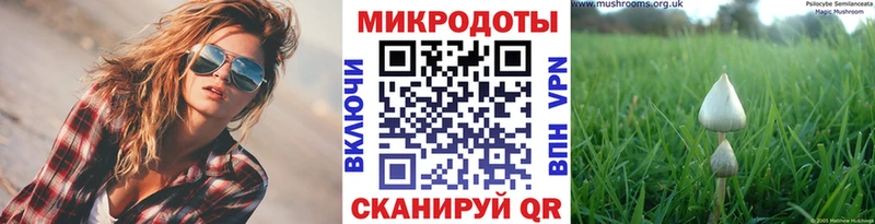 Псилоцибиновые грибы Psilocybe Ростов
